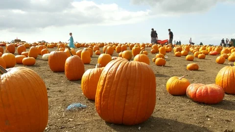 Gathering pumpkins at a pumpink patch 库存影片 97128896