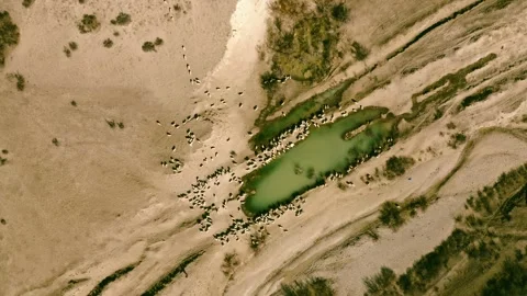 Gathering of Rams and Sheep Around a Mountain Spring in Georgia at Dusk Stock Footage 280676843