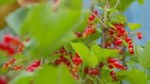 Gathering red currant Video stock 91373373