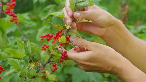 Gathering red ripe currant Stock Footage 91373372