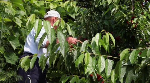 Gathering ripe cherries from cherry tree, farmer picking delicious fruits Stock Footage 39566157
