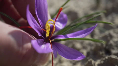 Gathering saffron crocus flower Stock Footage 234057426