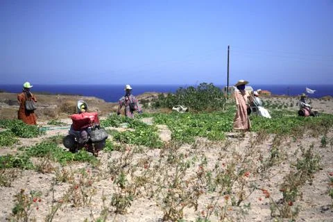 A gathering of scarescrows Stock Photos