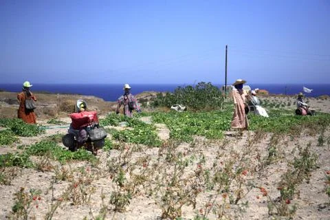 A gathering of scarescrows Stock Photos
