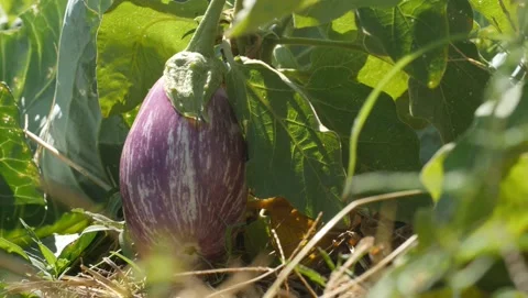 Gathering single aubergin. Close up Stock Footage 137735921