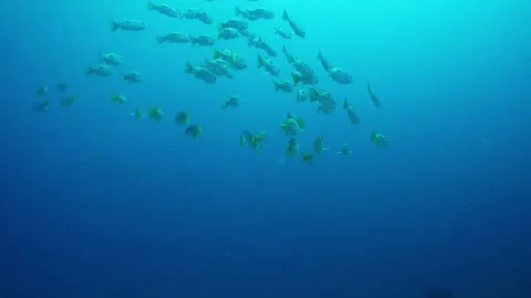 Gathering of small fish swims together near waters surface Stock Footage 282496515