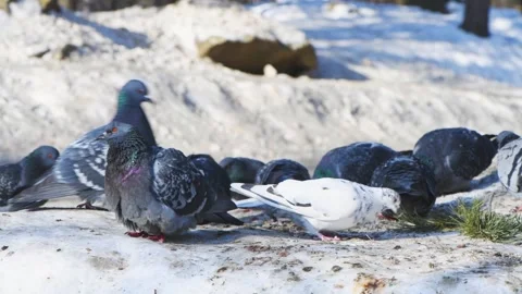 Gathering on a snow, several pigeons are pecking at food scraps and interacting Stock Footage 302966906