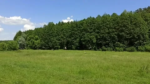 Gathering of storks in the field near the forest Video stock 137655631