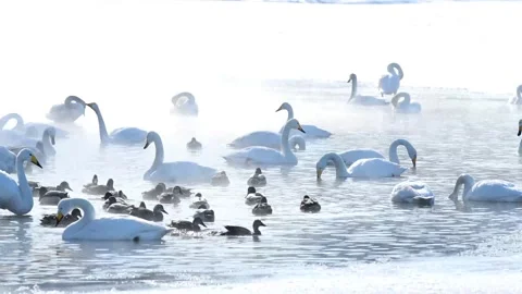 Gathering Swans by the Lakeside 库存影片 332825124
