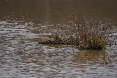 Gathering of turtles together Stock Photos