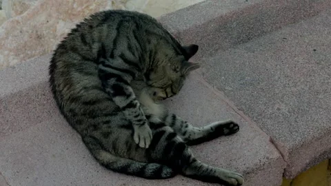 Gato 1 Vidéo 340583141