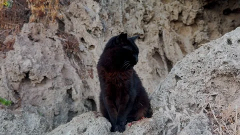 Gato Vidéo 340583144