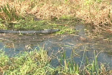 Gator 3 Видео 106767