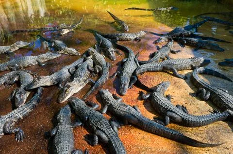 Gator 4 Stock Photos