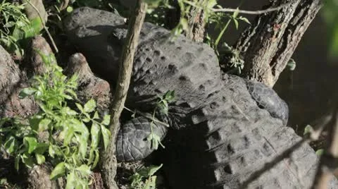 Gator basking in the sun. Stock-Footage 10594085