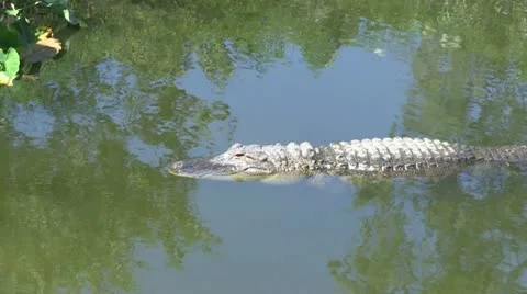 Gator closes eye Stock Footage 12376048