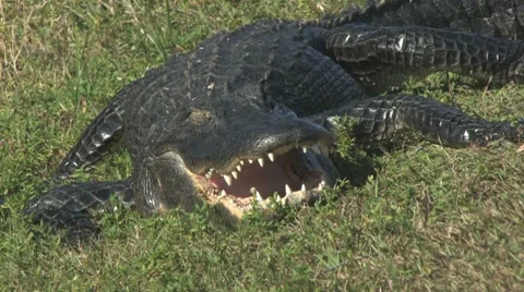 Gator cooling down Stock Footage 7135178