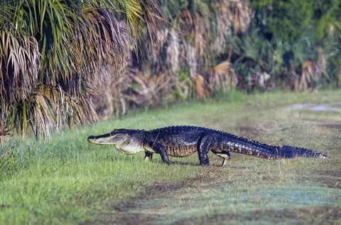 Gator crossing. Stock Photos