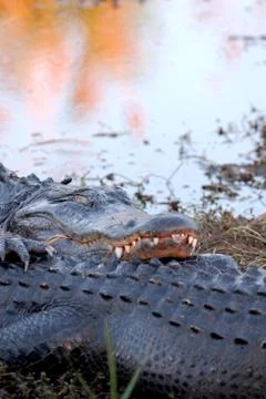 Gator Cuddles Stock Photos