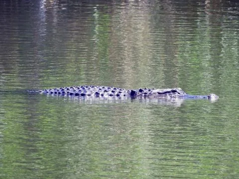 Gator in the Everglades Foto stock