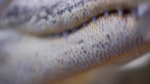 Gator Eye Stock Footage 100076952