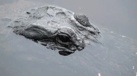 Gator Eyes Stock Footage 12154165