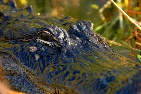 Gator Face Stock Photos