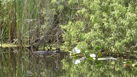 Gator in the Florida Everglades 4K Stock Footage