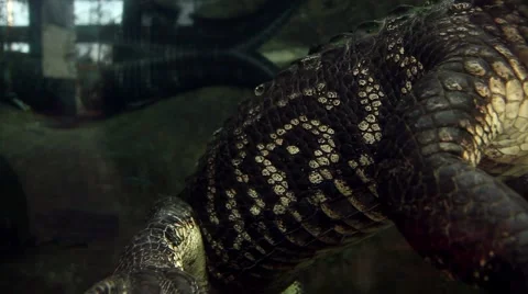 Gator Stock Footage 1068186