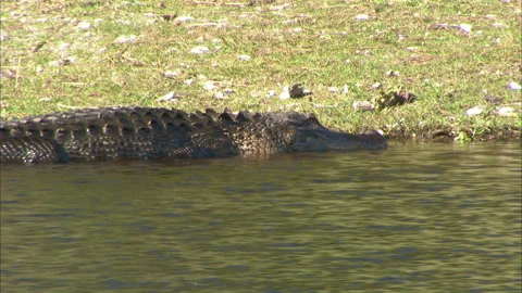 Gator going after vultures Stock Footage 167346237