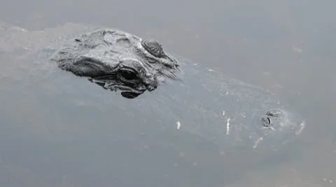 Gator Head Stock Footage 12154268