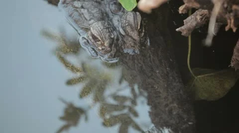 Gator with his head exposed Stock-Footage 10594083