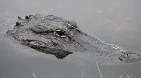 Gator Looking Stock Footage 12154386