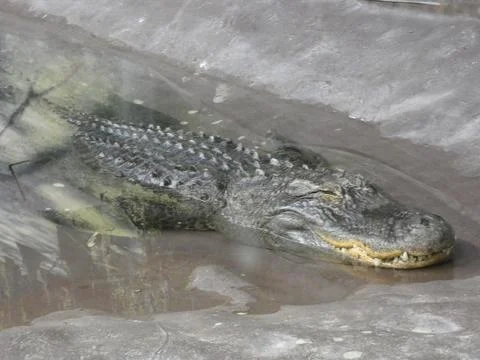 Gator (medium shot) Stock Photos