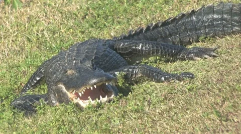 Gator opens eye 스톡 동영상 7135295