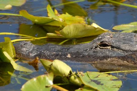 Gator Pad Stock Photos