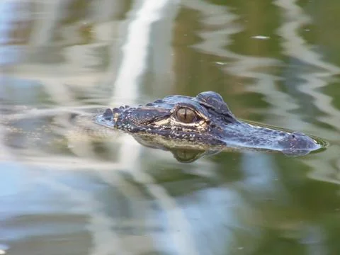 Gator Stock Photos