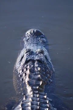Gator 스톡 사진