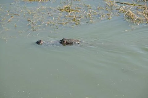 Gator Stock Photos