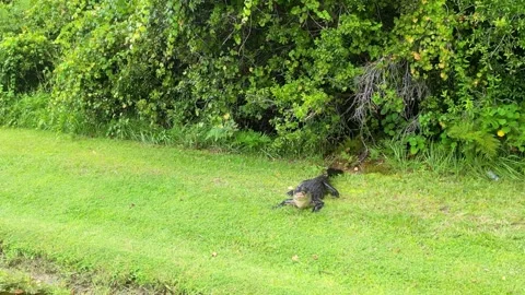 Gator Pond - Breathing Stock Footage 249396573