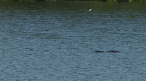 Gator pond Stock Footage 324716