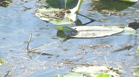 Gator pond 스톡 동영상 7136807