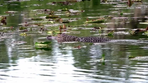 Gator in pond Stock Footage 330973330