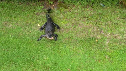 Gator Pond - Hover Near Stock Footage 249396764