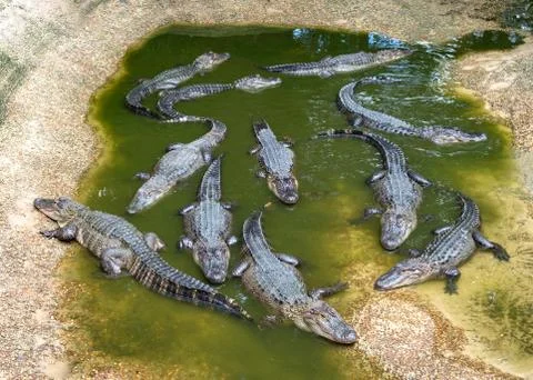 Gator Pond Stock Photos
