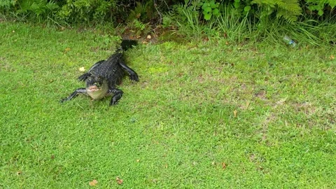 Gator Pond - Slight Pan Left Stock Footage 249396744