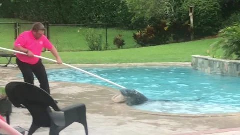 Gator Pulled from Florida Pool, Palm Beach Gardens, Florida, USA - 08 Apr 2019 Video stock 205223760