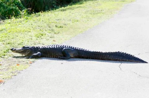 Gator rest stop Stock Photos