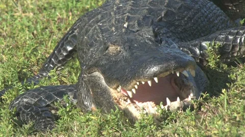 Gator s hickup Stock Footage 7135319