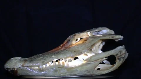Gator skull rotating. Stock Footage 240681703